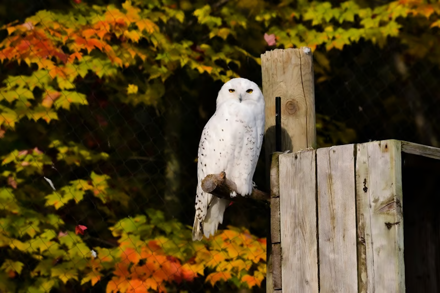 🦉-20 % au Zoo Ecomuseum + promo spéciale un dimanche par mois