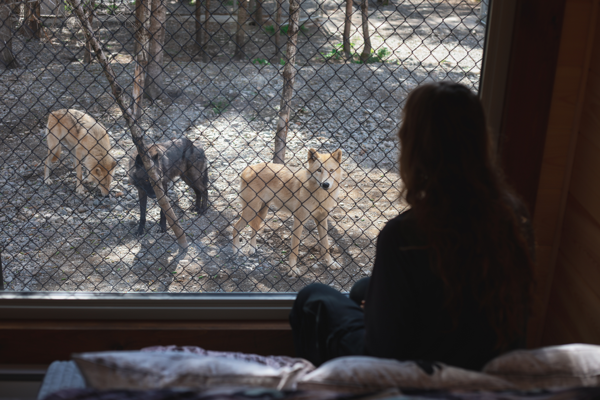 🐺 Dormir avec les loups – logement dès 261 $ (–25 %) / 1–4 pers.