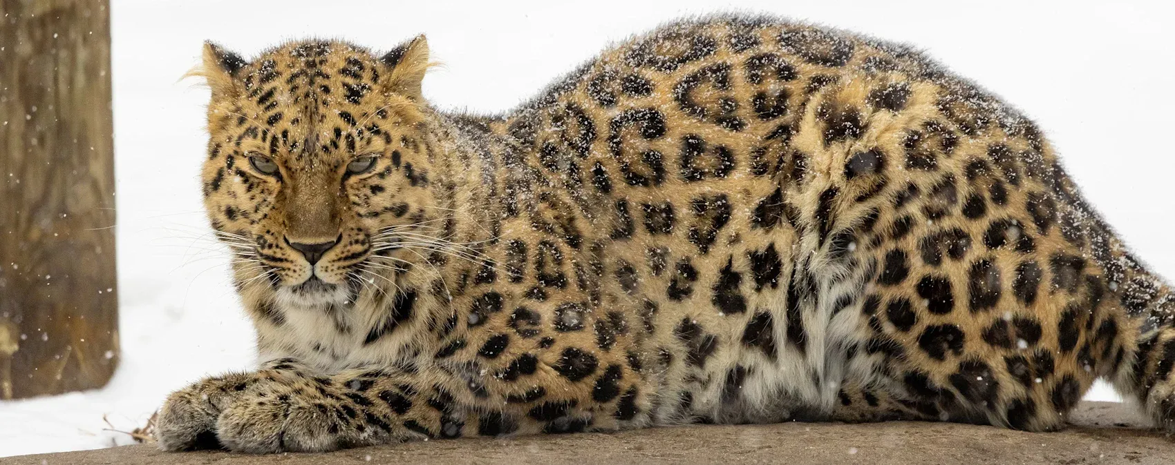 🐾 Zoo de Granby : -36 % / 2 billets à 45$