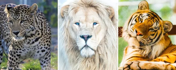🦁 Billet Familizoo à 17,99 $ (-25%)