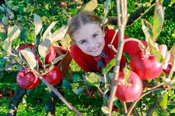 🍎 27 $ pour une activité familiale d’auto-cueillette à la Pommeraie d’Or (valeur de 40 $)