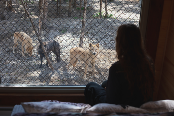 🐺 Dormir avec les loups – logement dès 261 $ (–25 %) / 1–4 pers.