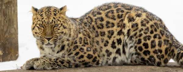 🐾 Zoo de Granby : -36 % / 2 billets à 45$